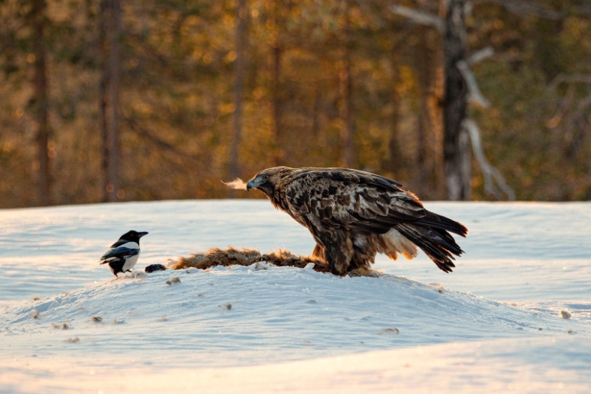 sunneva ollila_magpie and eagle.jpg